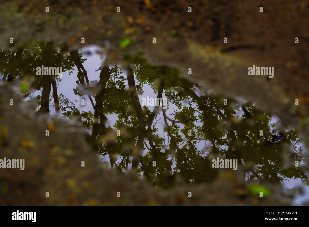 Pozze d'acqua su una strada forestale, riflesso d'acqua delle cime degli alberi sopra il percorso forestale, nitidezza selettiva Foto Stock