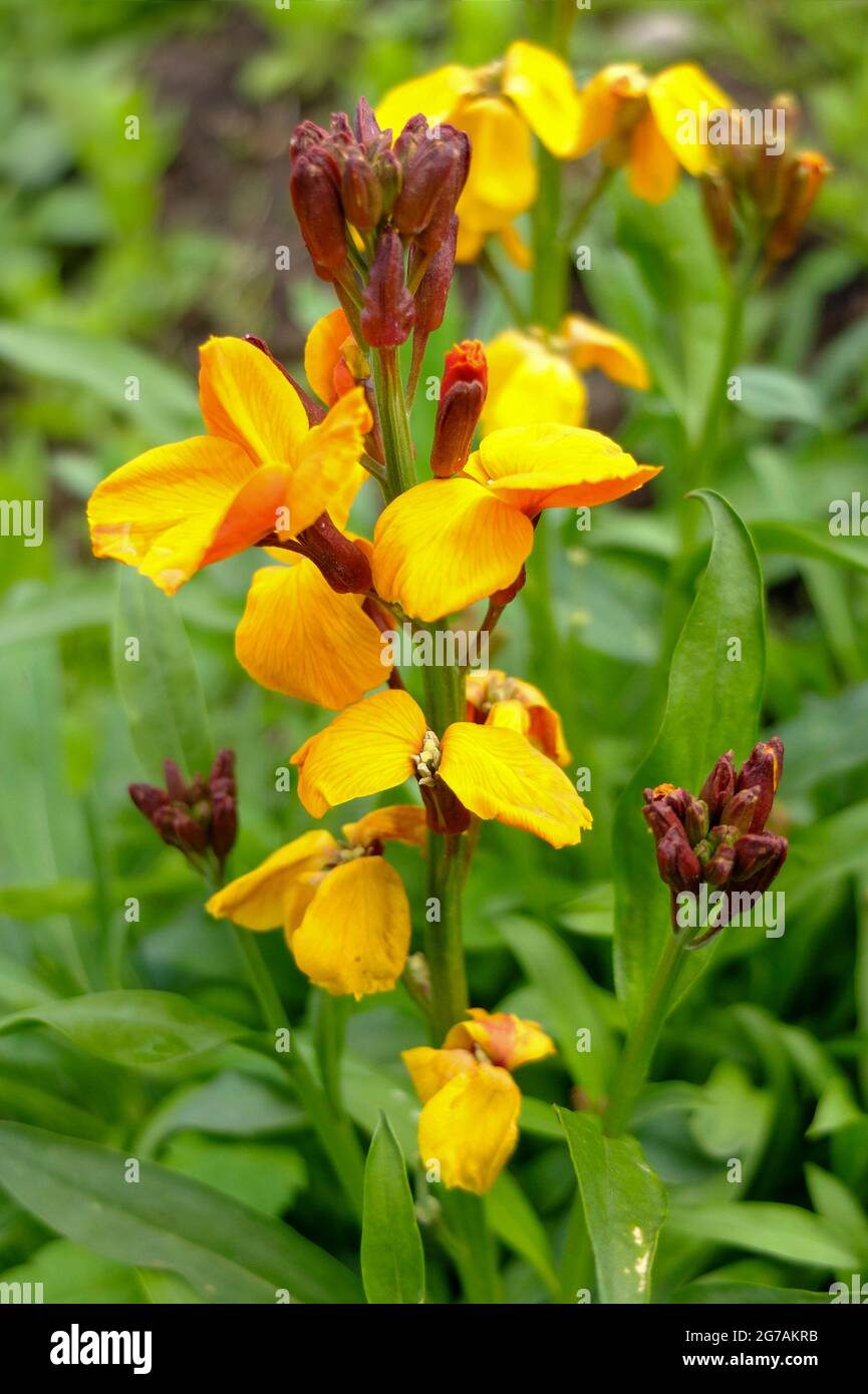 La lacca d'oro (Erysimum cheiri) Foto Stock