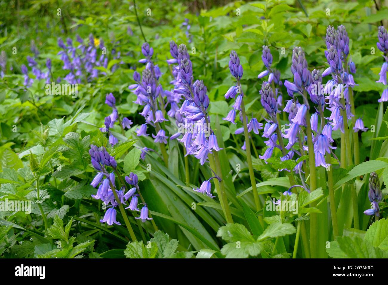 La campana di lepre (Hyacinthoides) nel giardino delle sorgenti Foto Stock