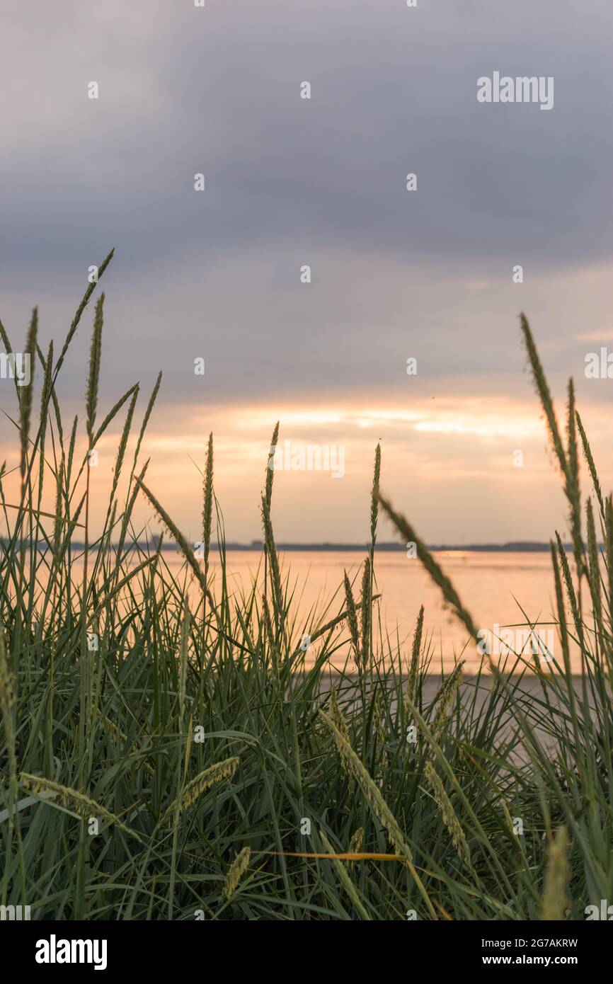 Spiaggia piante al tramonto sulla spiaggia di Laboe, Germania Foto Stock