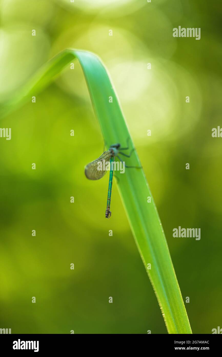 Great Royal Dragonfly (Anax imperator) Foto Stock