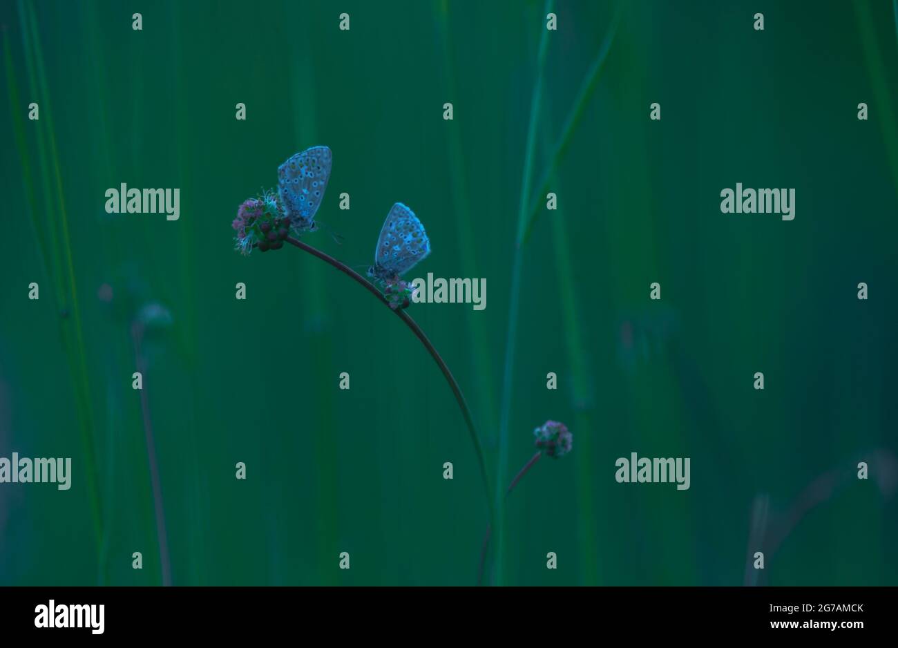 Macrofotografia di un blu comune (Polyommatus icarus) su una pianta Foto Stock