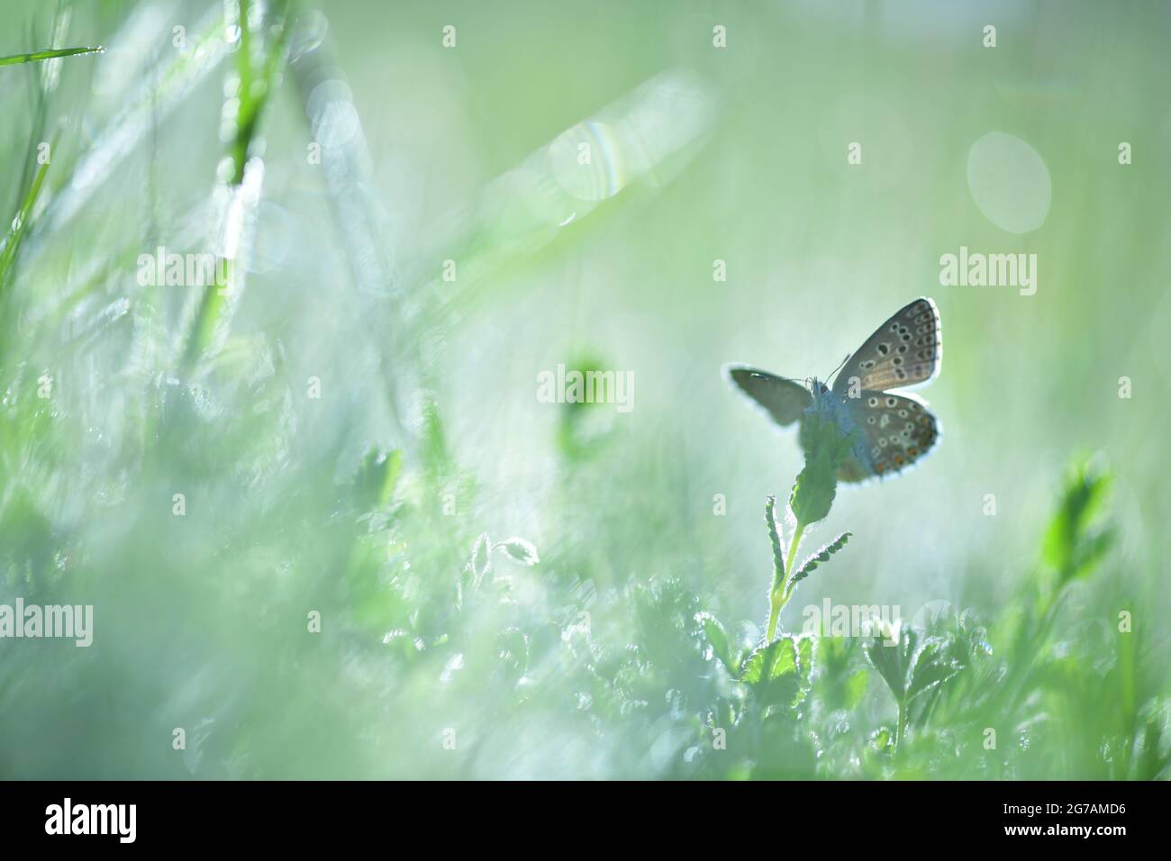 Macrofotografia di un blu comune (Polyommatus icarus) su una pianta Foto Stock