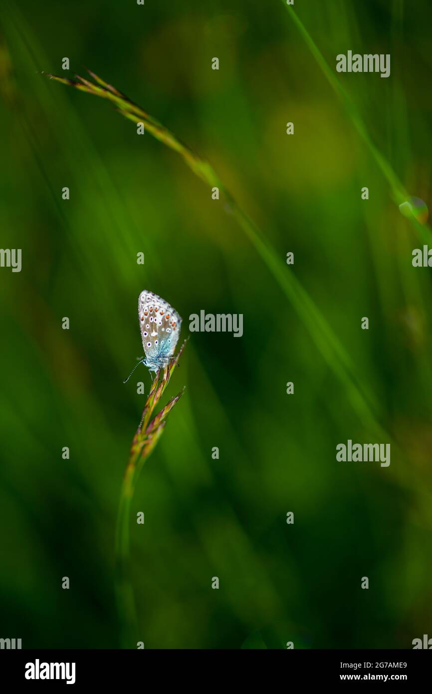 Macrofotografia di un blu comune (Polyommatus icarus) su una pianta Foto Stock