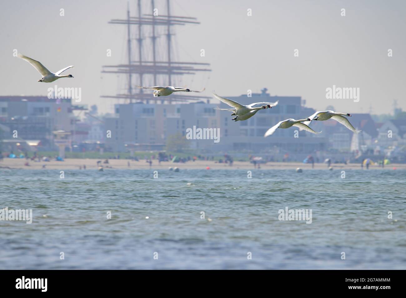 Volo Swan di fronte alla spiaggia con le alberi del Passat a quattro alberi Foto Stock