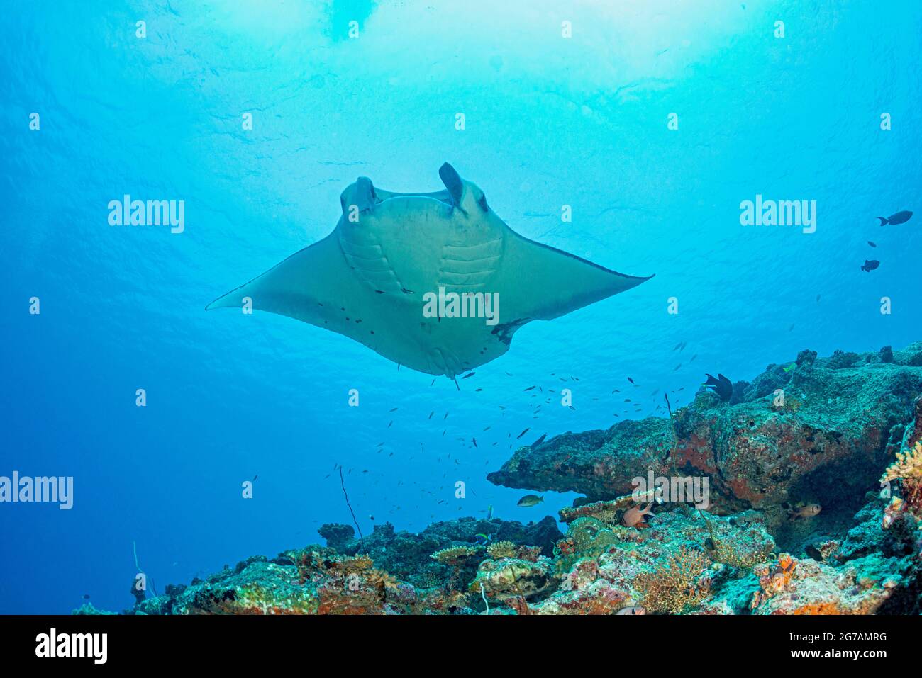 Manta ray gigante (Mobula birostris, SYN .: Manta birostris), un tipo di raggio della famiglia dei raggi del diavolo, manta raggi sono i più grandi raggi negli oceani Foto Stock