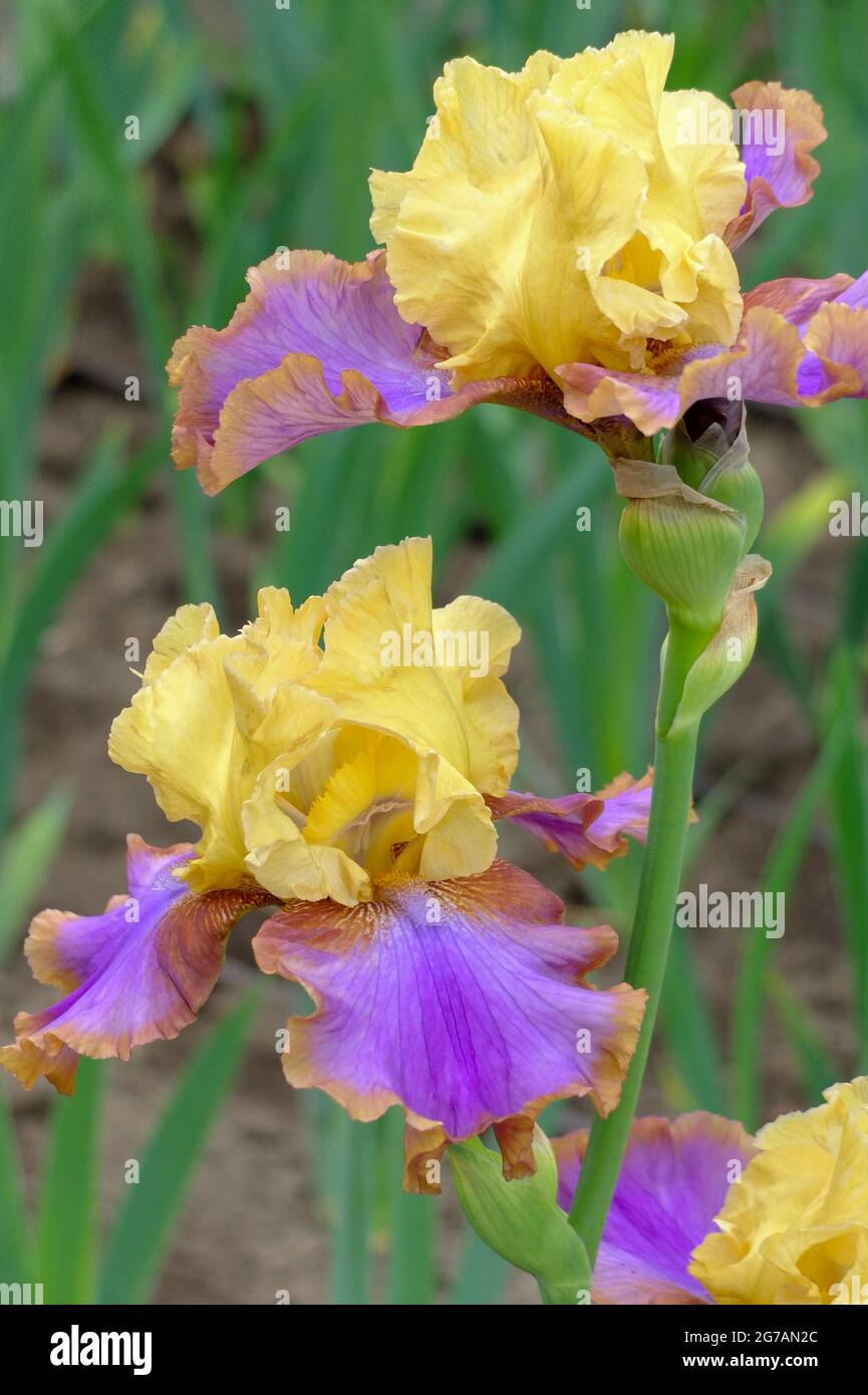 Iris alto bearded (Iris barbata-elatior), cultivar 'fuga l'Ordinario' Foto Stock