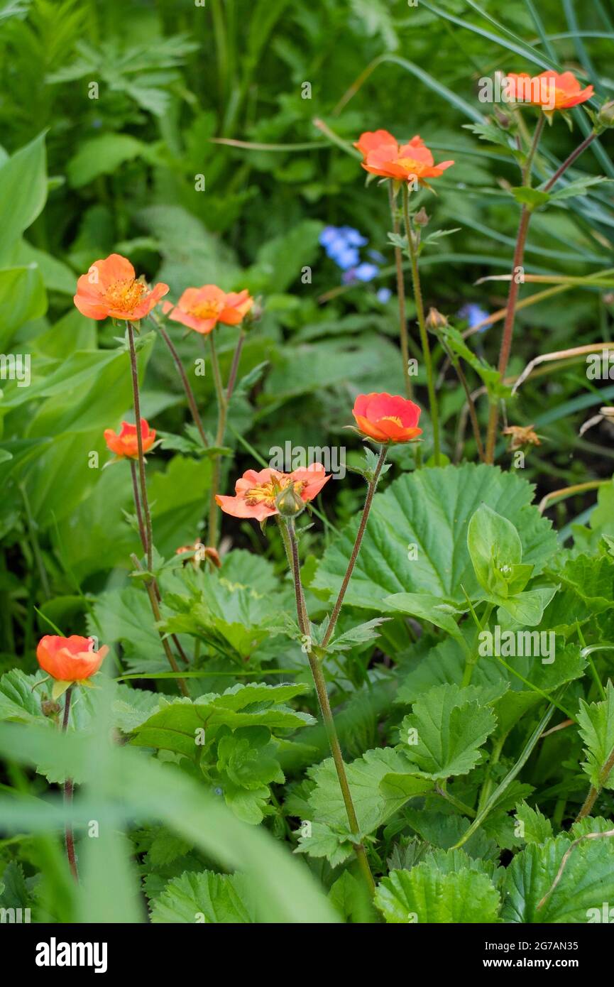 Radice di garofano (Geum coccineum) 'Coky' Foto Stock