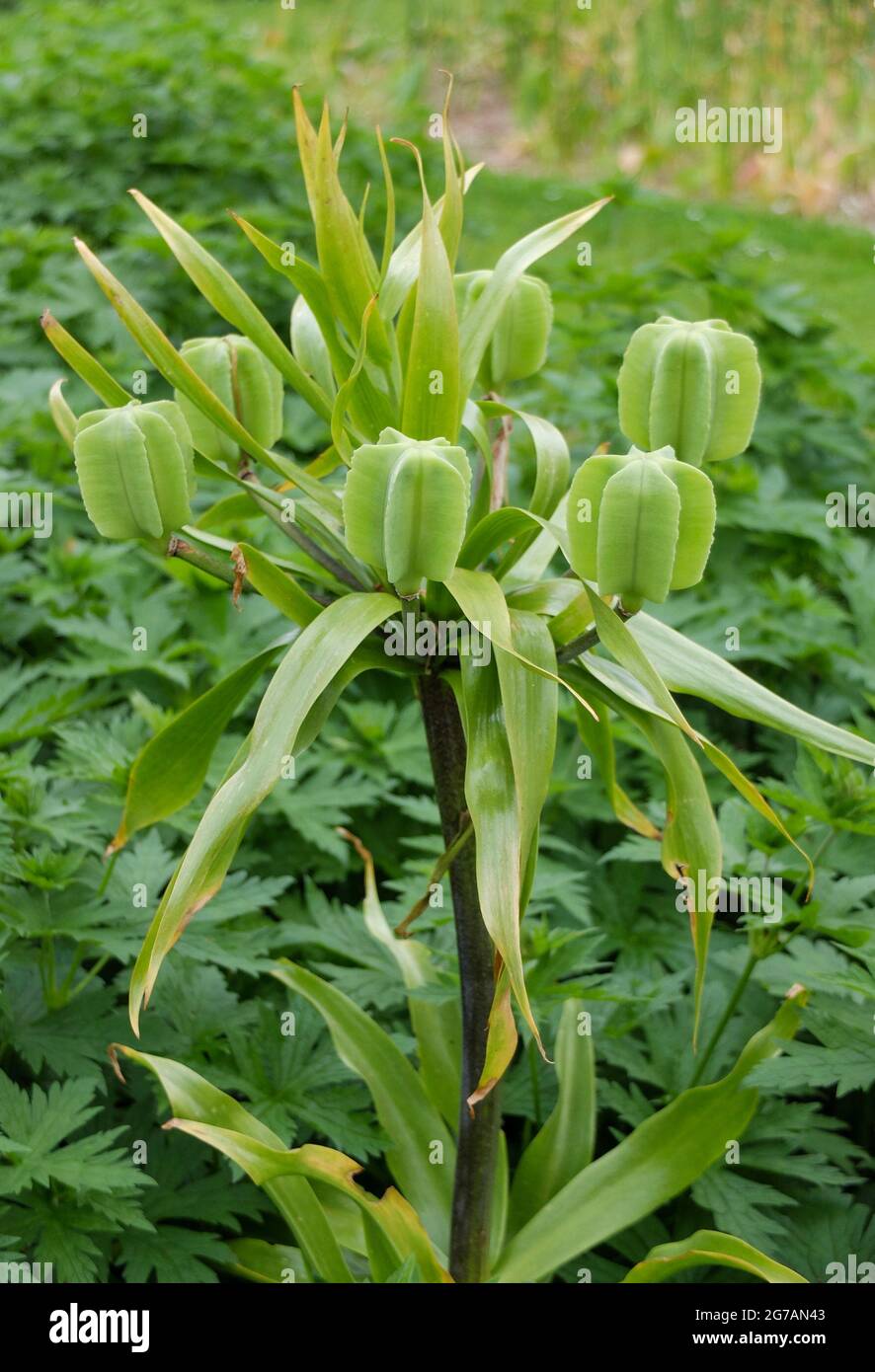 Corona imperiale (Fritillaria imperialis), basamento del seme Foto Stock