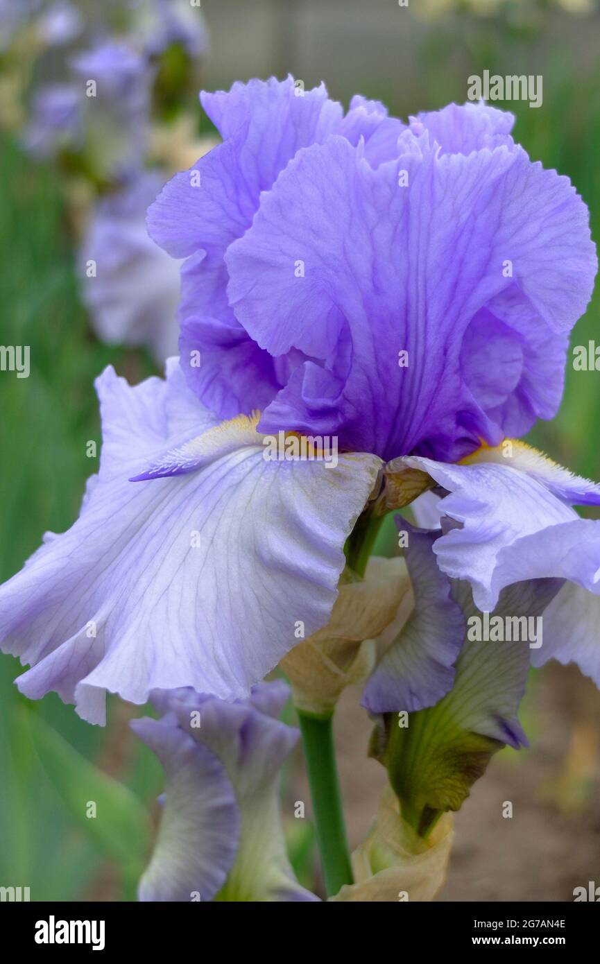 Iride a bearded alto (Iris barbata-elatior), cultivar 'Aviator Wings' Foto Stock
