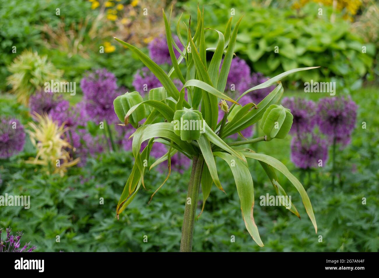 Corona imperiale (Fritillaria imperialis), basamento del seme Foto Stock