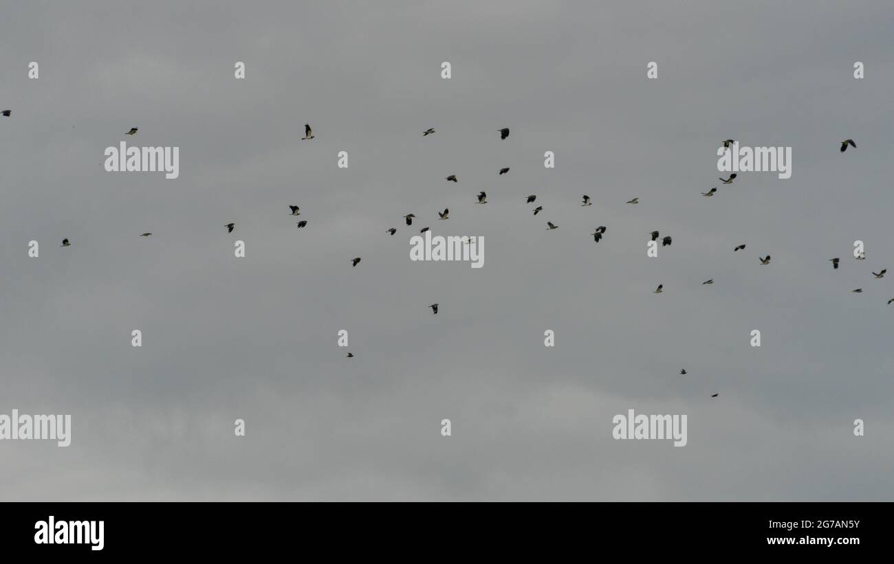 Un gregge di lappi nel Northumberland UK Foto Stock