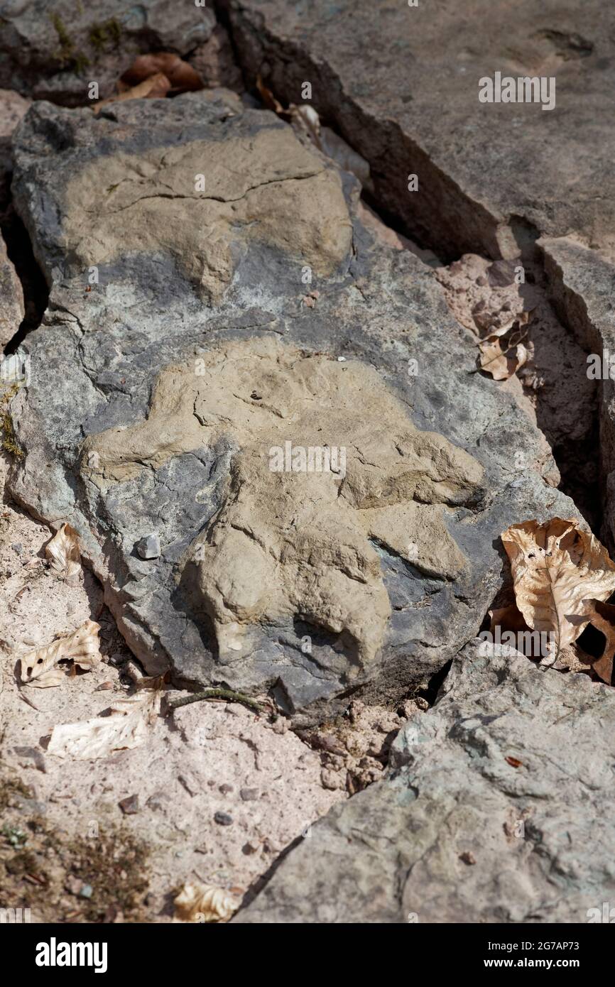 Tracce di dinosauro Geotope nei pressi di Euerdorf, distretto di Bad Kissingen, bassa Franconia, Baviera, Franconia, Germania Foto Stock