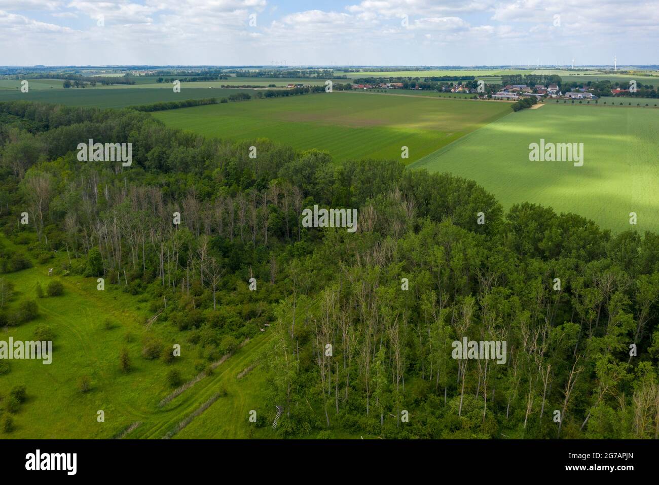 Germania, Sassonia-Anhalt, Magdeburgo, vista sul Magdeburger Börde, ha i terreni più fertili della Germania Foto Stock