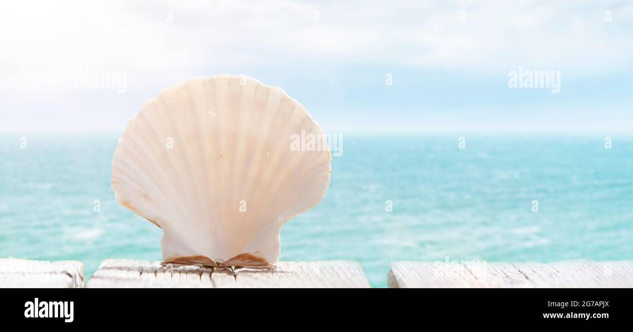 Conchiglia di cuoio capelluto sulla spiaggia con l'oceano sullo sfondo Foto Stock