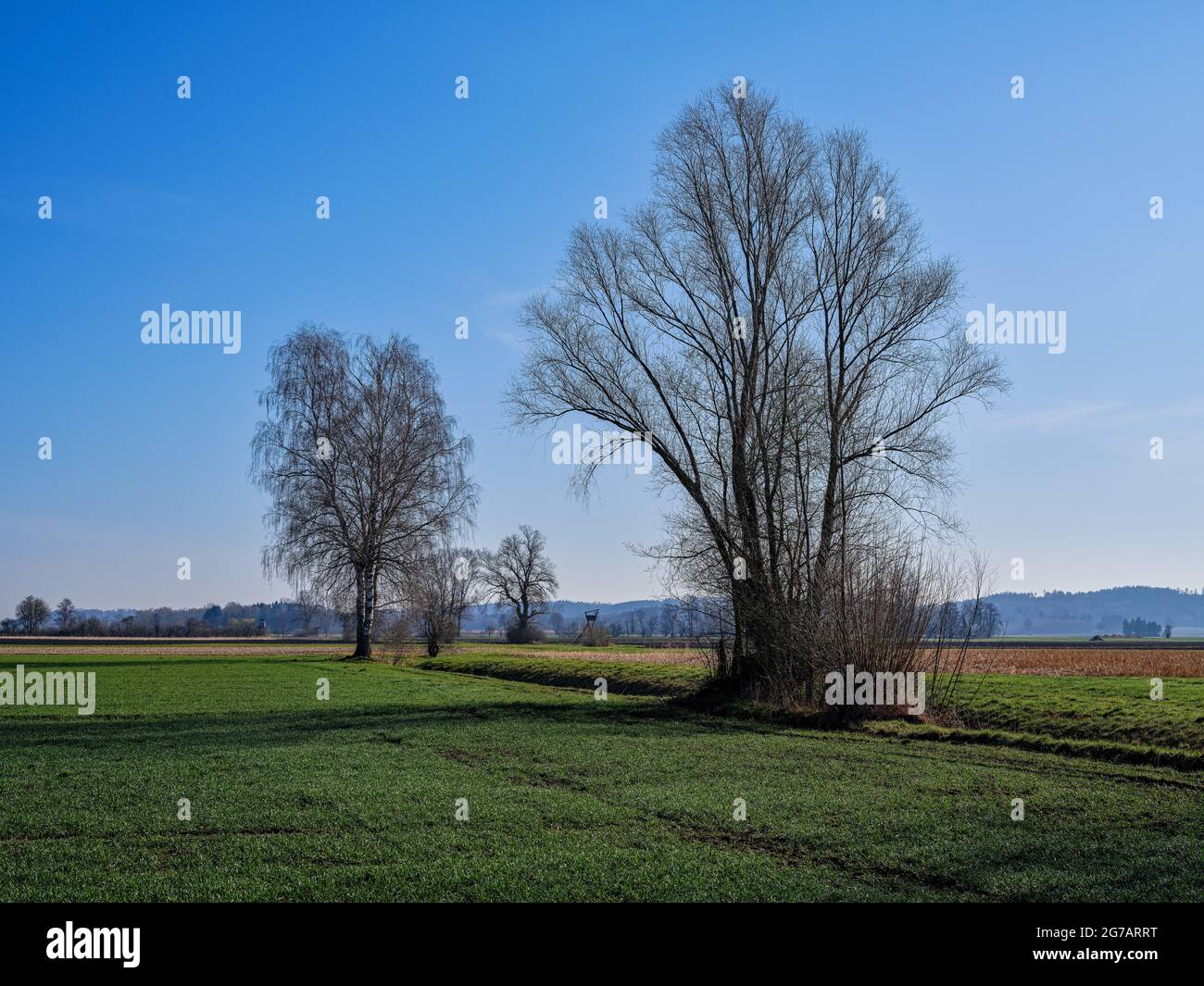 Campo, terreno arabile, prati, alberi, file di alberi, siepi, terra agricola, agricoltura, paesaggio culturale, primavera, Sole di primavera, Donauried, Moor Foto Stock