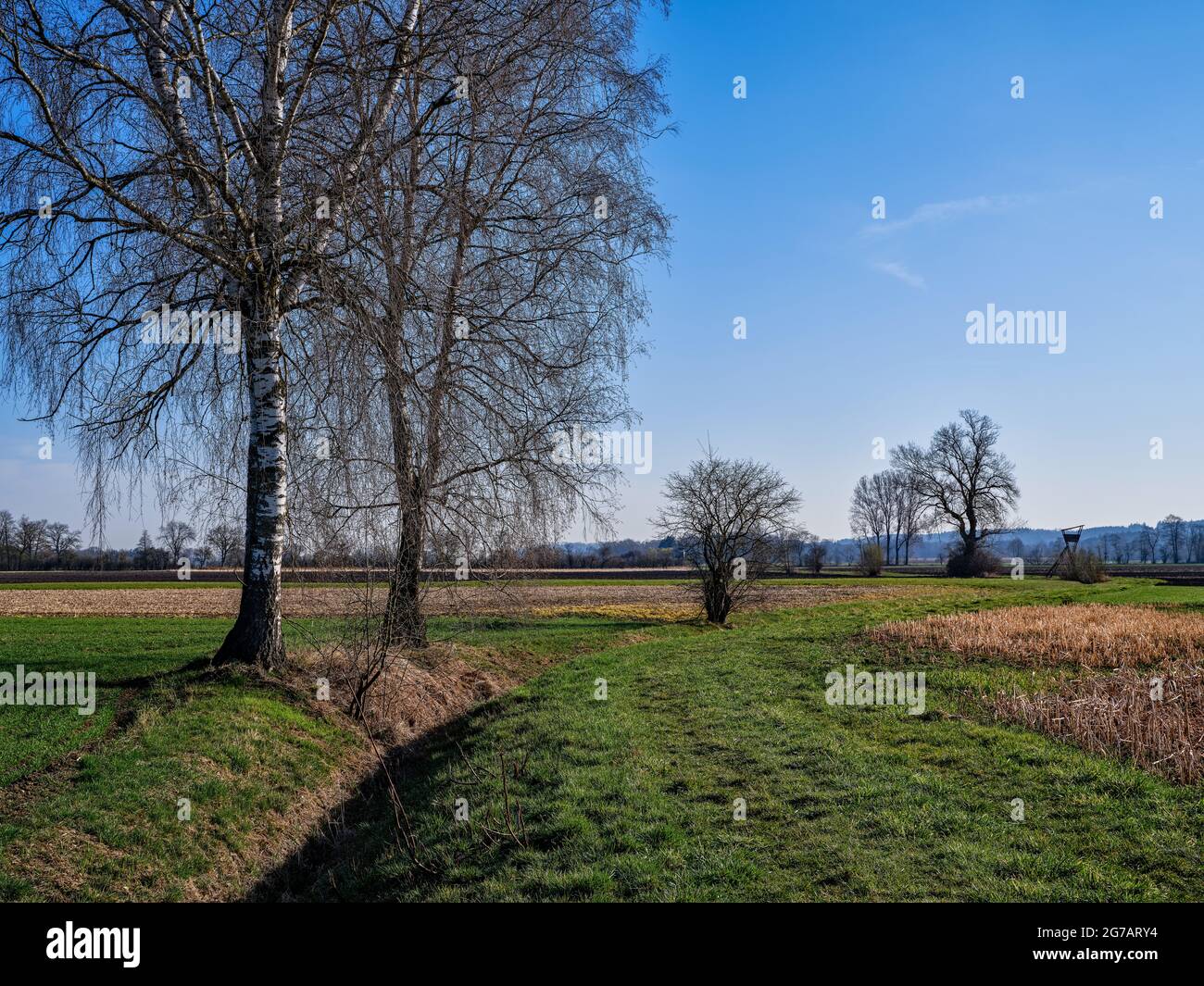 Campo, terreno arabile, prati, alberi, file di alberi, siepi, terra agricola, agricoltura, paesaggio culturale, primavera, Sole di primavera, Donauried, Moor Foto Stock