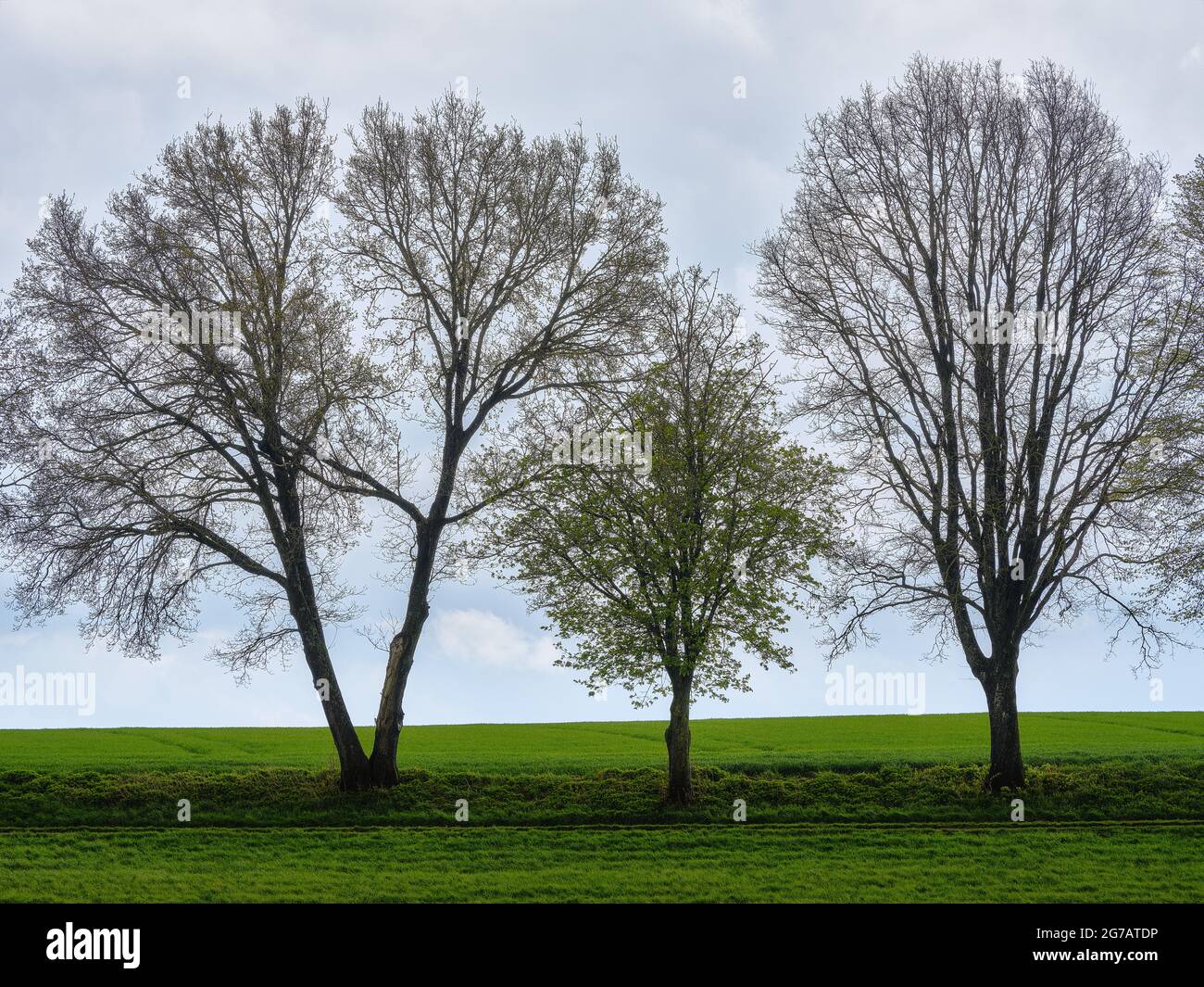 Fila di alberi, alberi, campo, prateria Foto Stock
