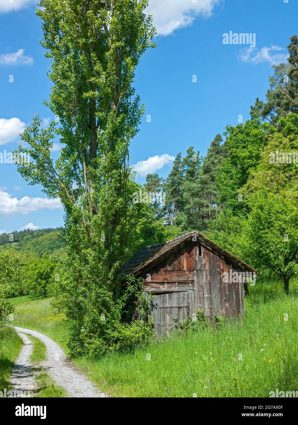 Germania, Baden-Wuerttemberg, Herrenberg, idillio rurale con fienile, pioppo e campo percorso. Foto Stock