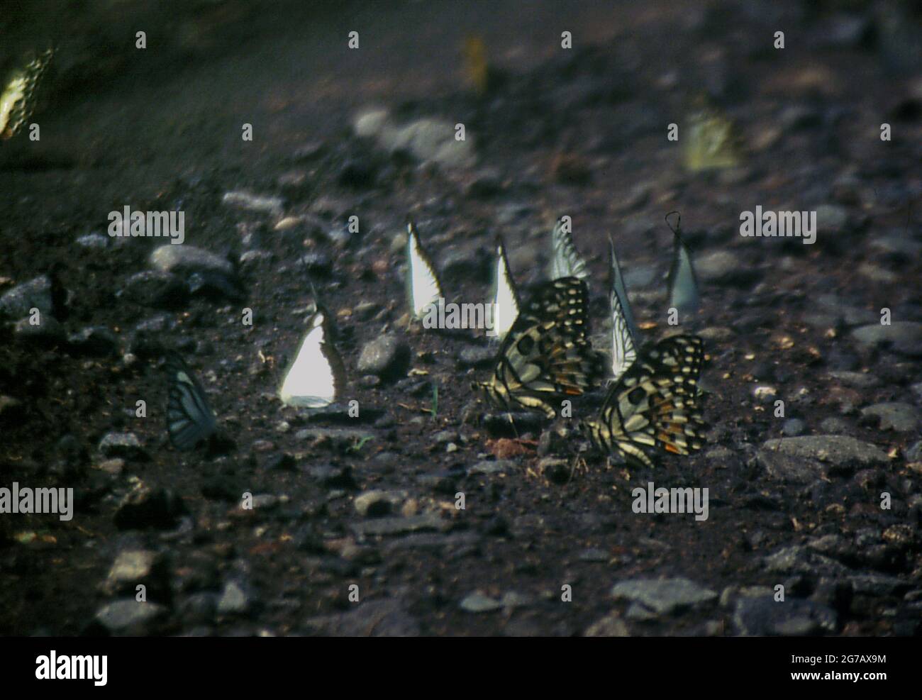 Specie non identificate di farfalle sono viste su una strada vicino Bekol savannah nel Baluran National Park, Giava Est, Indonesia. Foto Stock