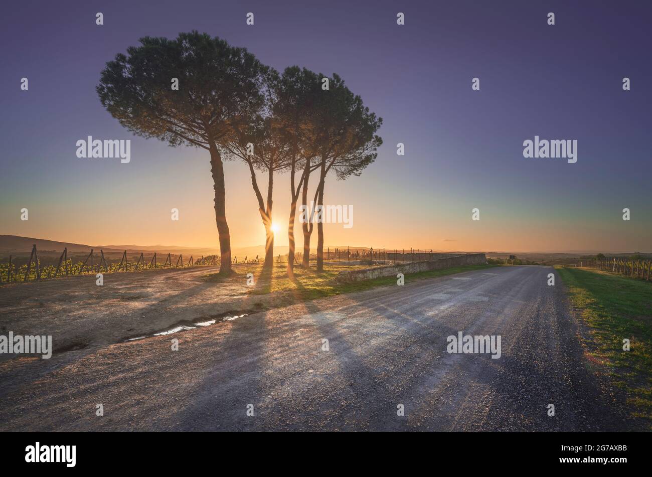 Percorso della via francigena. Alberi di pino al tramonto. Torrenieri, Montalcino, Siena, Toscana. Italia, Europa Foto Stock