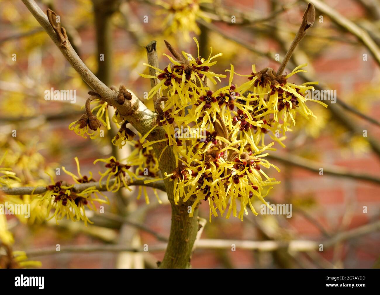 Nocciolo di strega giallo (Hamamelis intermedia) Foto Stock