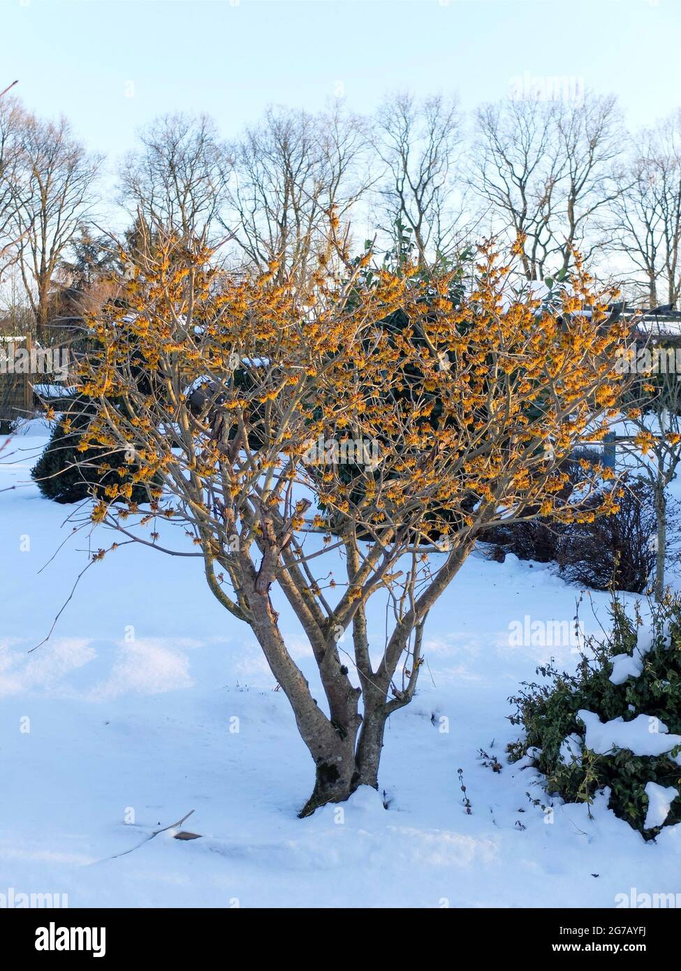 Il nocciolo di strega 'pallida' (Hamamelis x intermedia) nel giardino con neve Foto Stock
