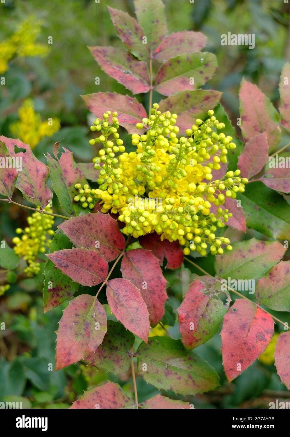 Uva Oregon (Mahonia aquifolium), fioritura Foto Stock