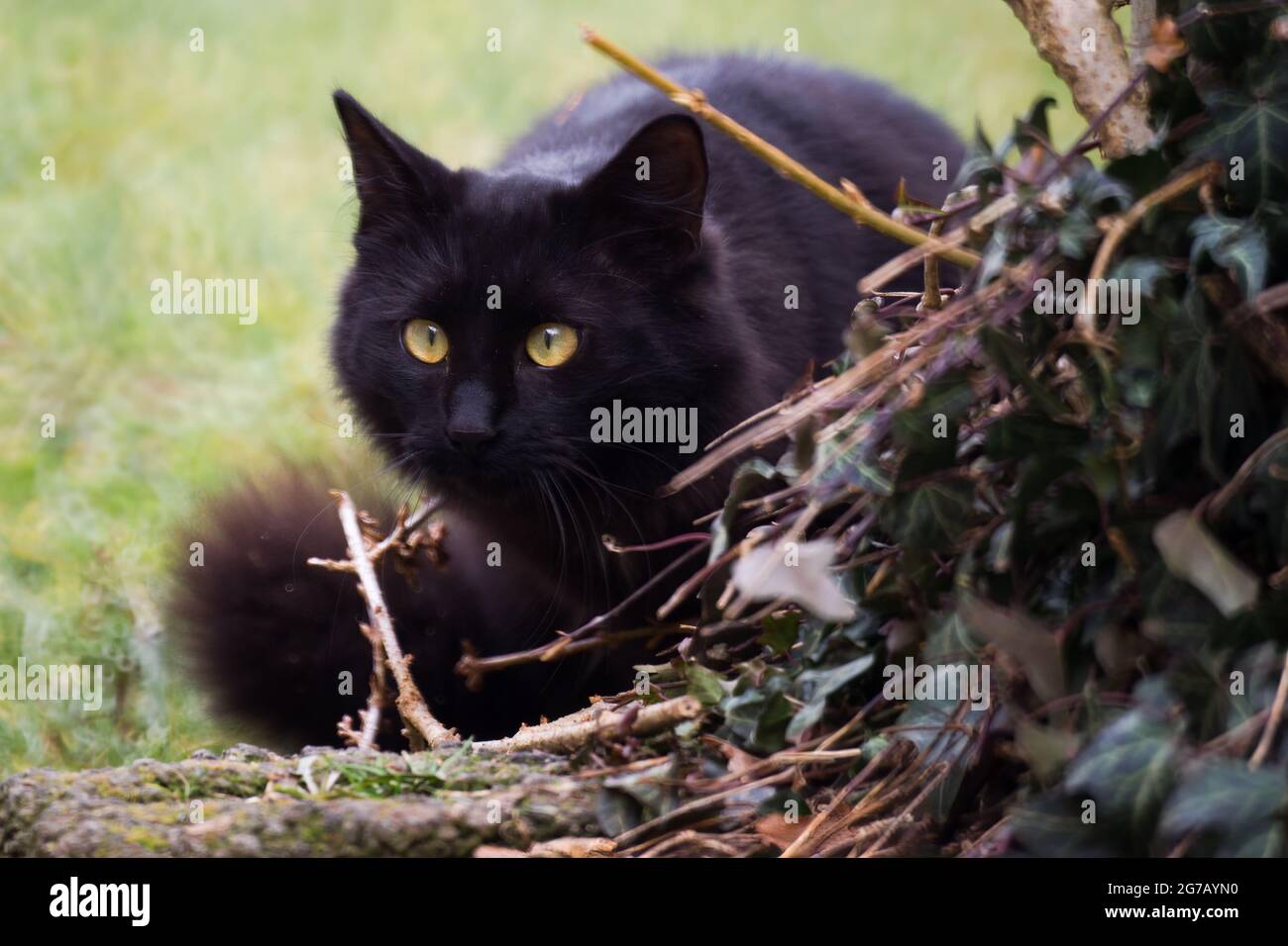 Gatto nero sul belvedere, pronto a rimbalzare Foto stock - Alamy