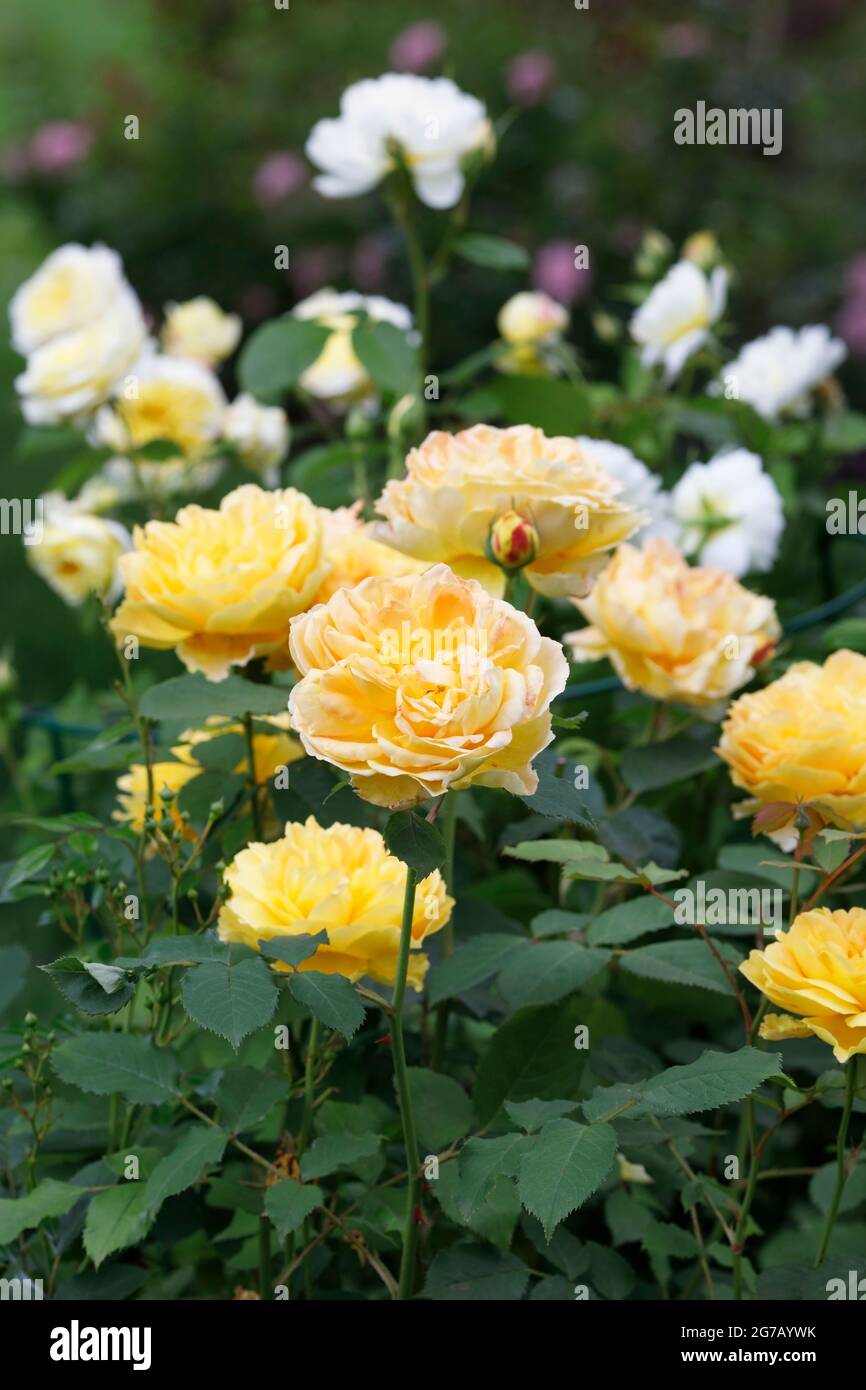 Rosa 'Golden Celebration' fiorente in un giardino inglese. Foto Stock