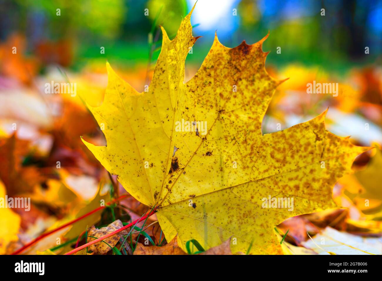 Il fantasma dell'autunno vive ancora nella foglia d'acero. Anche se è estate, primavera o inverno. Foglia gialla di acero appassita. Foto Stock