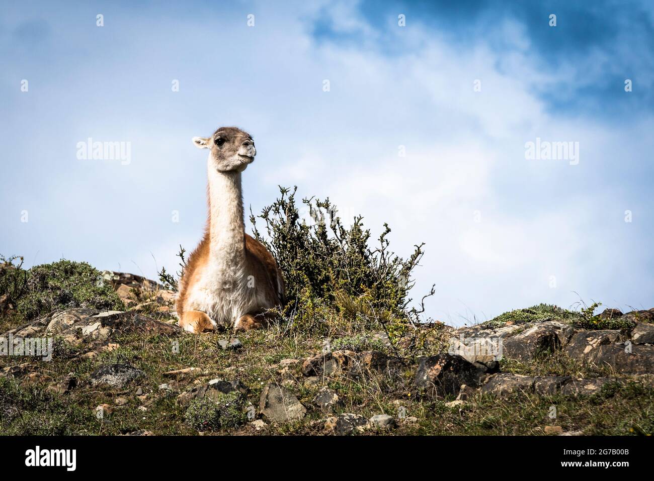 Guanaco, Patagonia, Cile Foto Stock