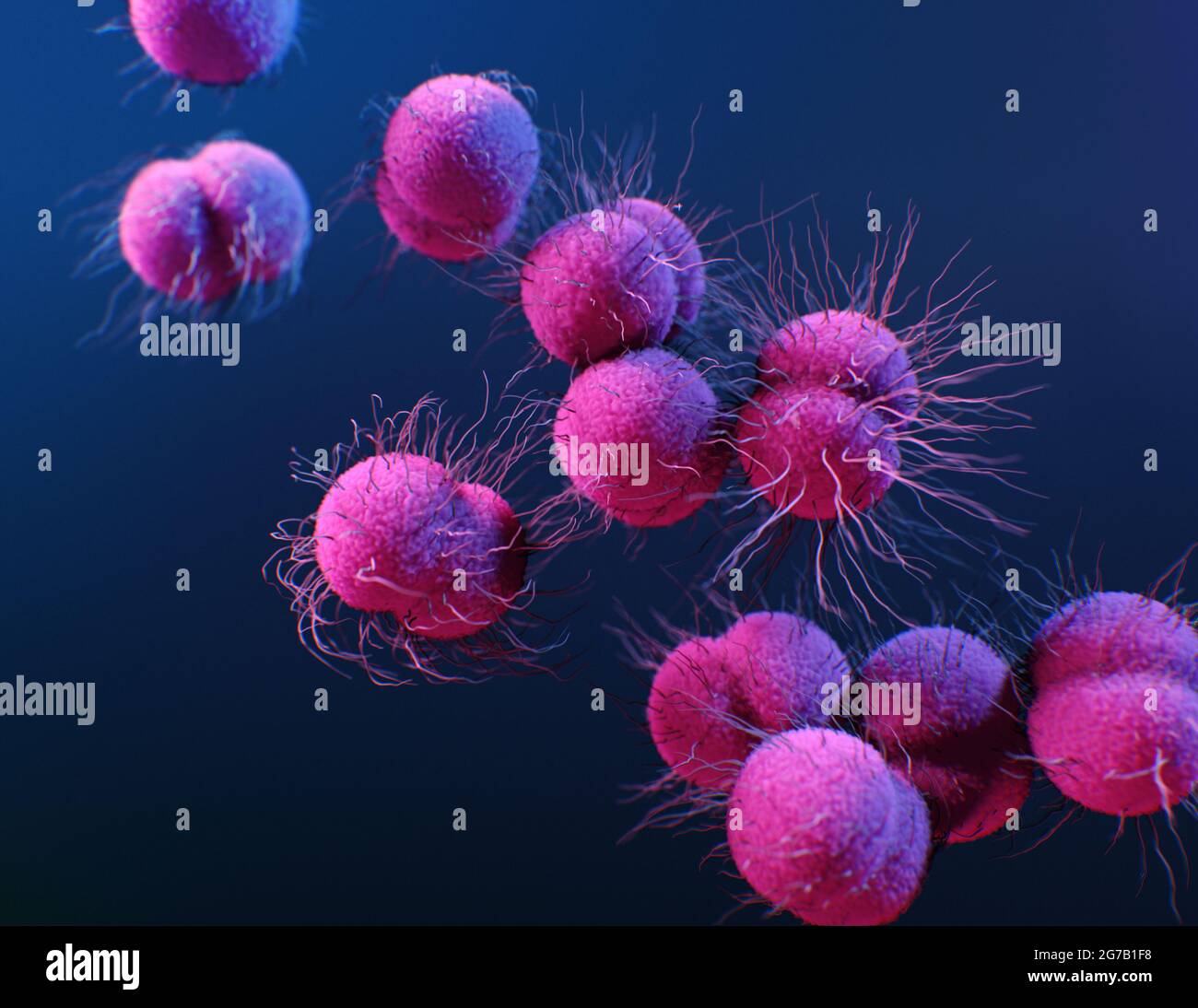 Illustrazione medica dei batteri Neisseria gonorrhoeae resistenti ai farmaci prodotti dai Centri per il controllo e la prevenzione delle malattie (CDC) . Resistenza antimicrobica (AR). Una versione ottimizzata e migliorata di un'immagine prodotta dagli US Centers for Disease Control and Prevention / Credit: CDC Foto Stock