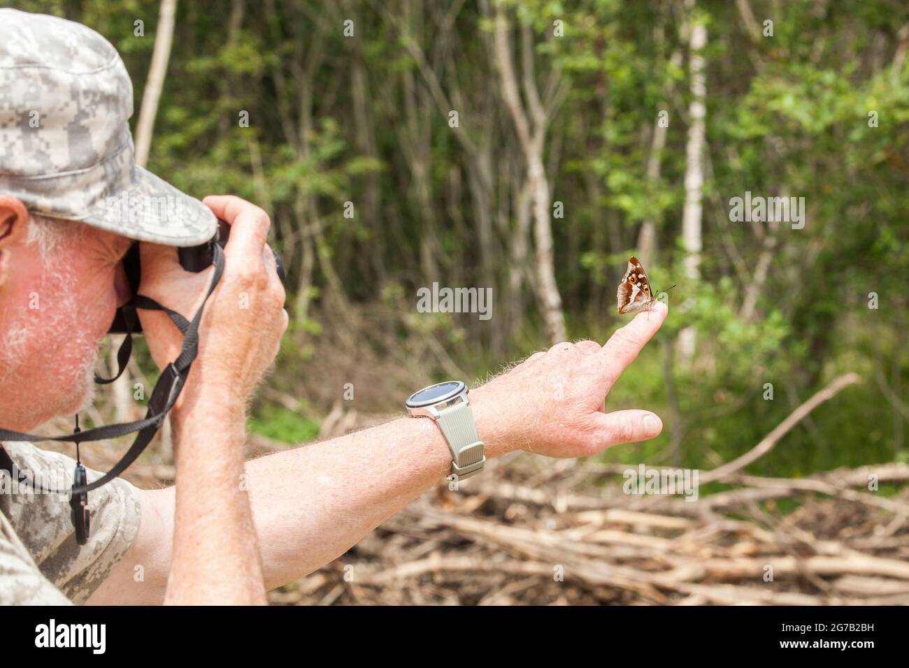 Uomo che scatta una fotografia della farfalla dell'Imperatore Viola Apatura iris sul suo dito nella riserva naturale di Fermyn Woods Northhampton Inghilterra UK Foto Stock