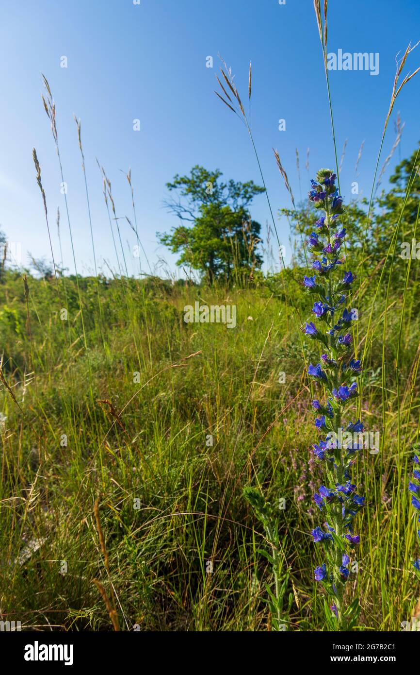 Vienna, bugloss di viper (blueweed, Echium vulgare), a Lobau, parte del Parco Nazionale Donau-Auen (Parco Nazionale del Danubio-Auen) nel 22. Donaustadt, Vienna, Austria Foto Stock