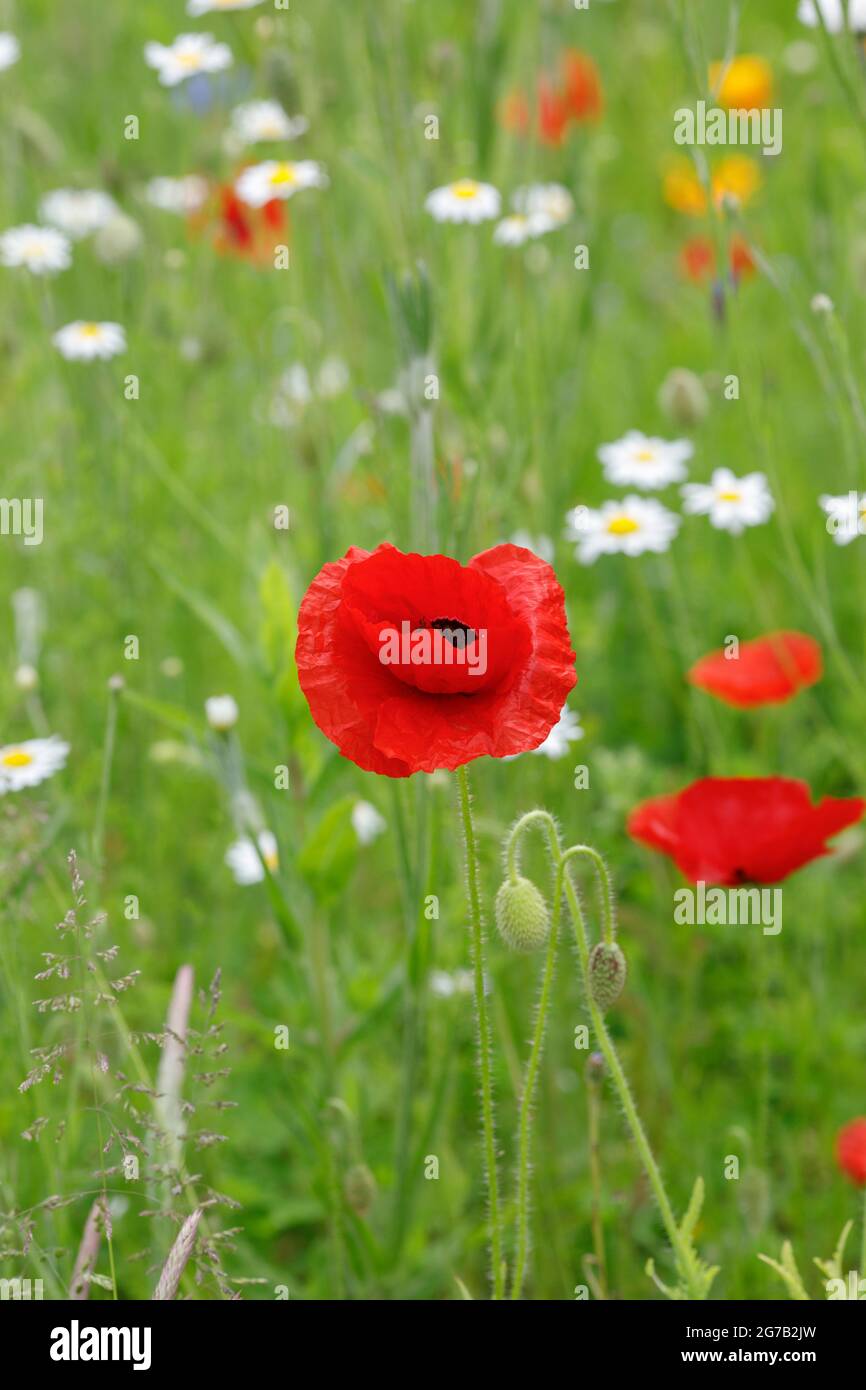 Papaver rhoeas. Poppies in crescita in un prato di fiori selvaggi. Foto Stock