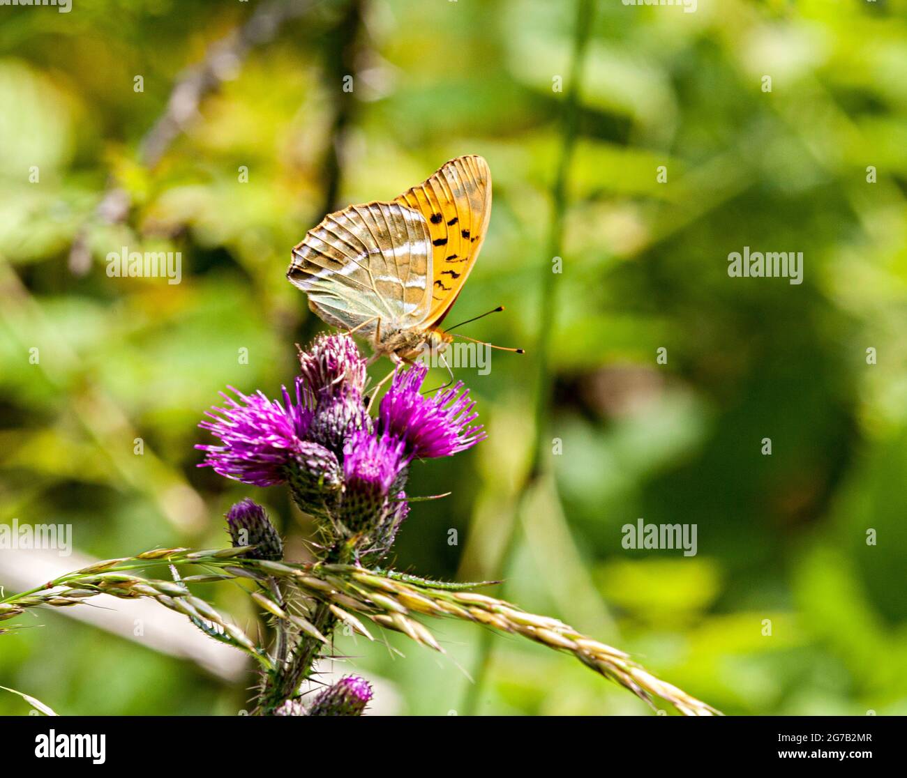 Farfalla dipinta d'argento Fritillary (Argynnis pafia) che si basa su fiori di bistile in Fermyn Woods, Brigstock country Park, Northampton, Inghilterra Foto Stock