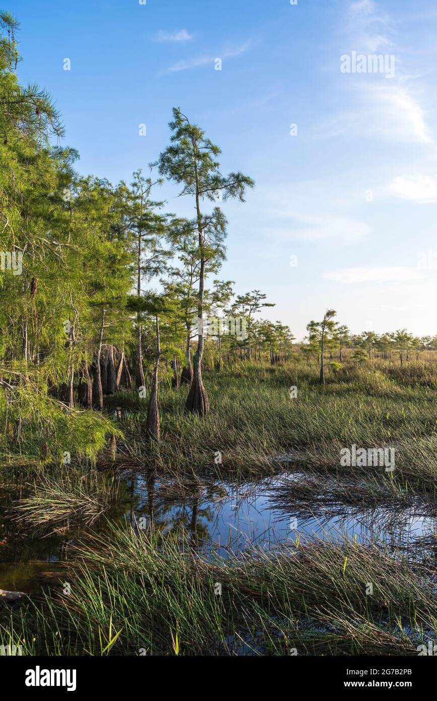 Nano Cypress, River of Grass, The Everglades, Florida, USA (Test del Pentax 31 mm f/1,8 Limited) Foto Stock