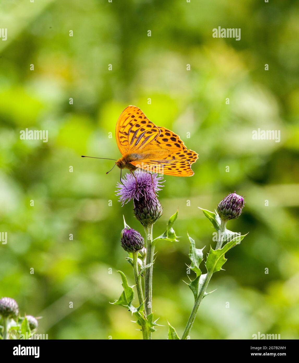 Farfalla dipinta d'argento Fritillary (Argynnis pafia) che si basa su fiori di bistile in Fermyn Woods, Brigstock country Park, Northampton, Inghilterra Foto Stock