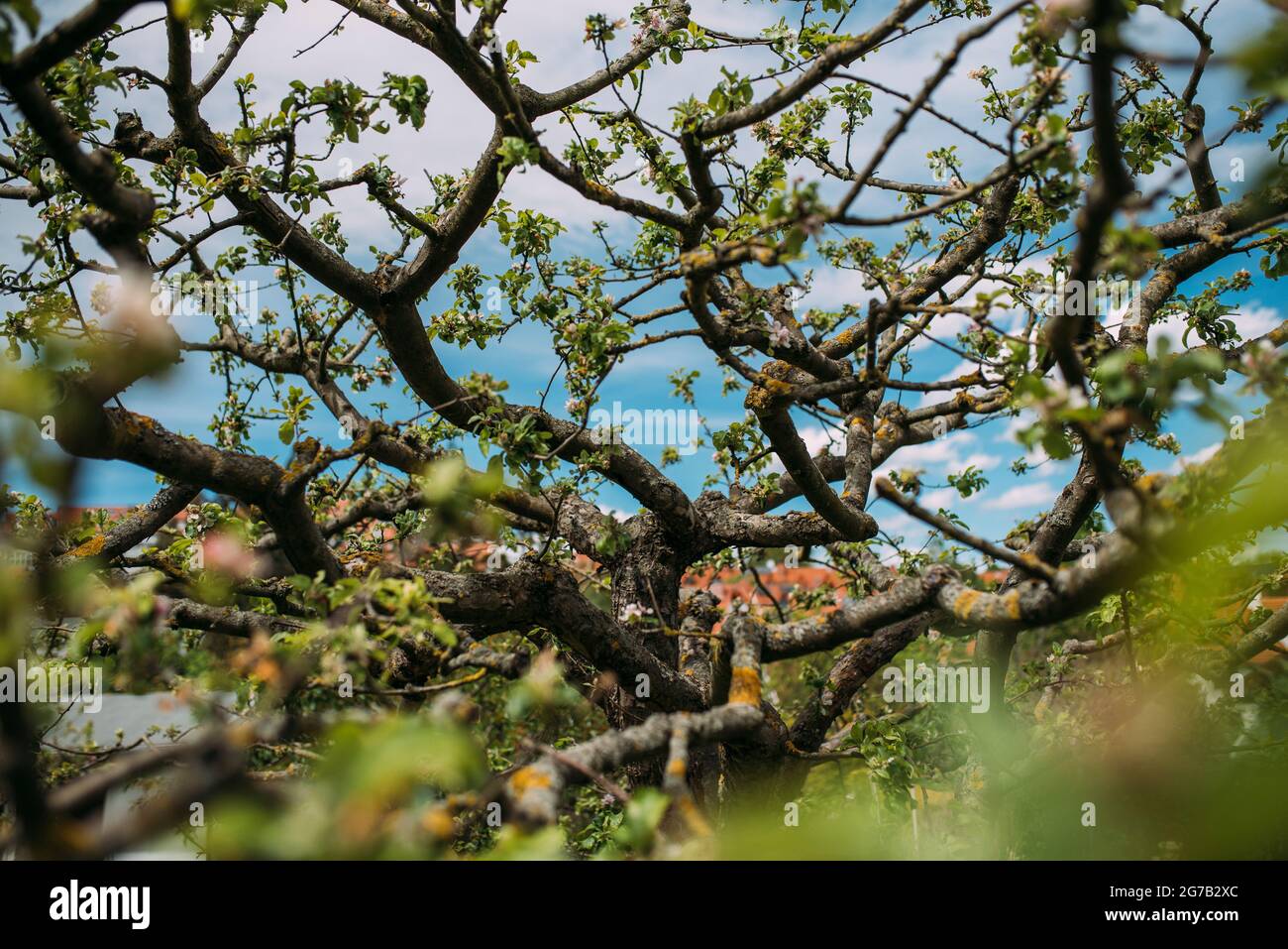 Fioritura del melo in primavera Foto Stock