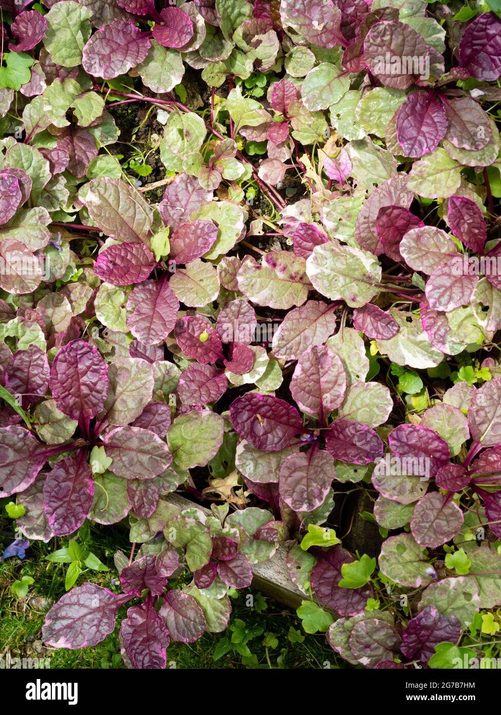 Moquette rosa, crema e verde del rivestimento sempreverde compatto perenne, Ajuga reptans 'Burgundy Glow' Foto Stock