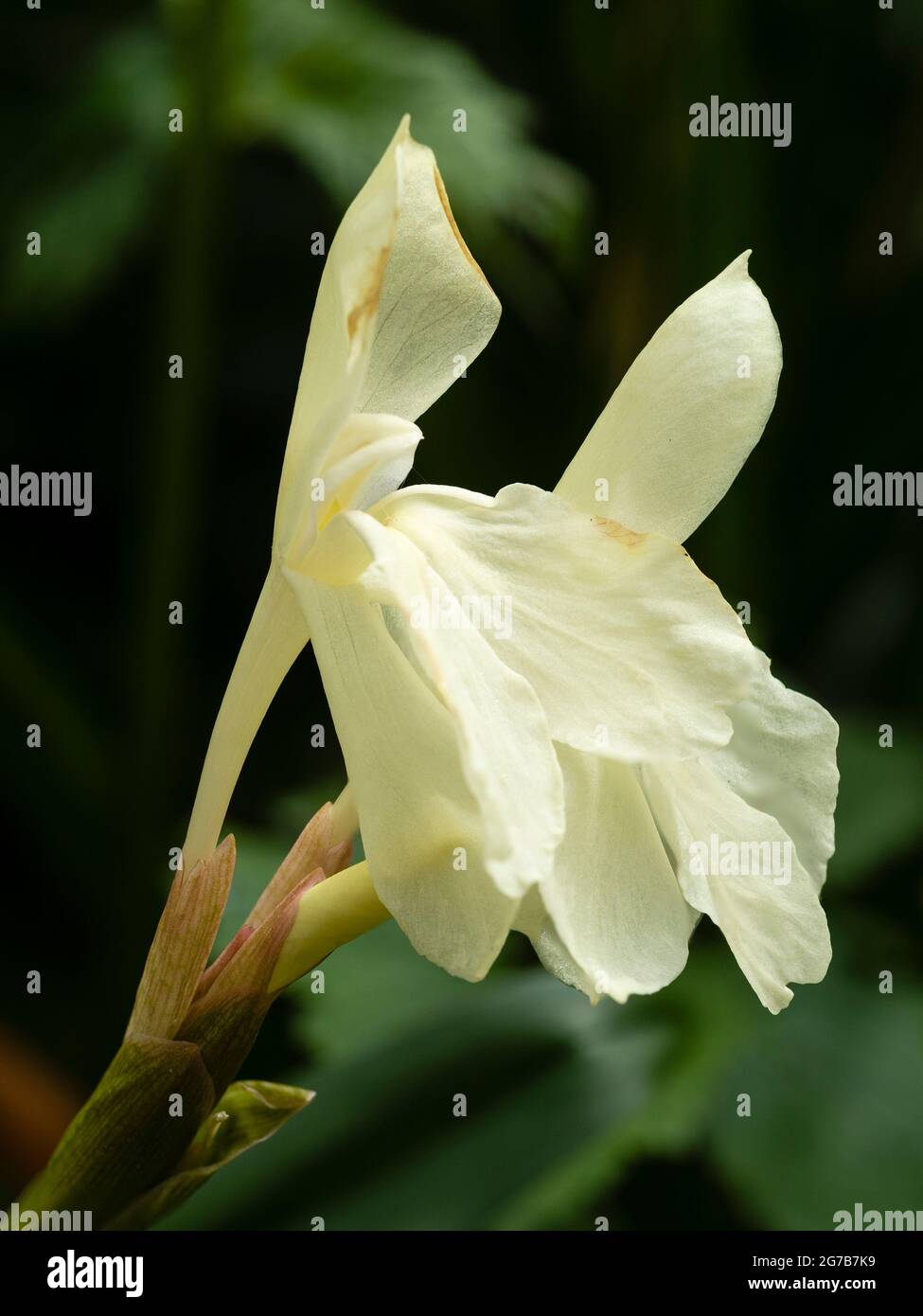 Cremoso, orchidea come fiori del primo periodo estivo fiorire zenzero duro, Roscoea cauteyoides 'Kew Beauty' Foto Stock
