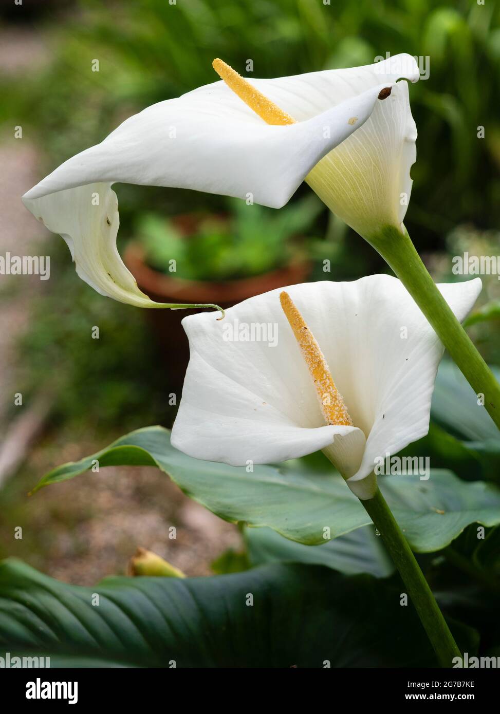 Spathe bianche e spadix gialle delle più dure delle gigli di calla fiorite bianche, Zantedeschia aethiopica 'Crowborough' Foto Stock