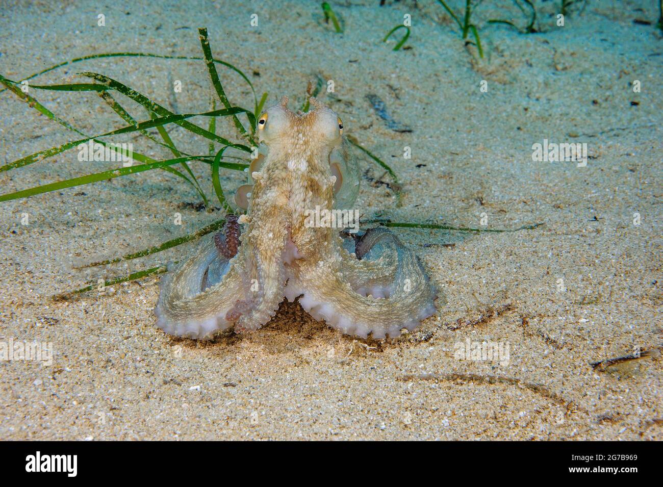 Polpo giovanile Polpo comune (Octopus vulgaris) su fondali sabbiosi, Mar Mediterraneo Foto Stock