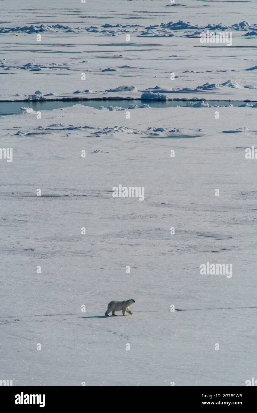 Orso polare (Ursus maritimus) nell'alto artico vicino al Polo Nord Foto Stock