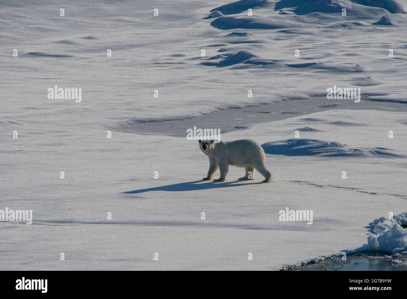 Orso polare (Ursus maritimus) nell'alto artico vicino al Polo Nord Foto Stock