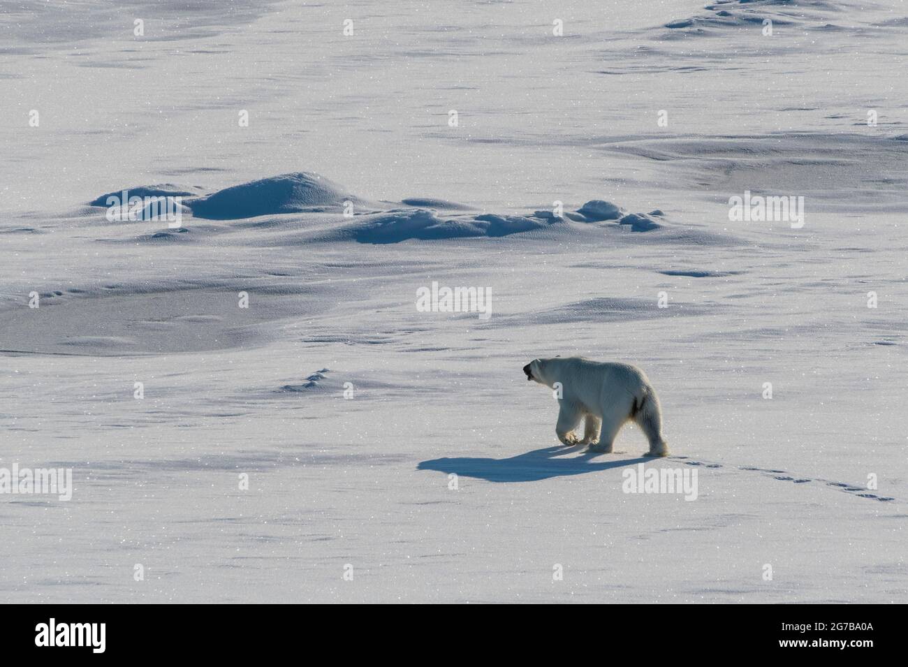 Orso polare (Ursus maritimus) nell'alto artico vicino al Polo Nord Foto Stock