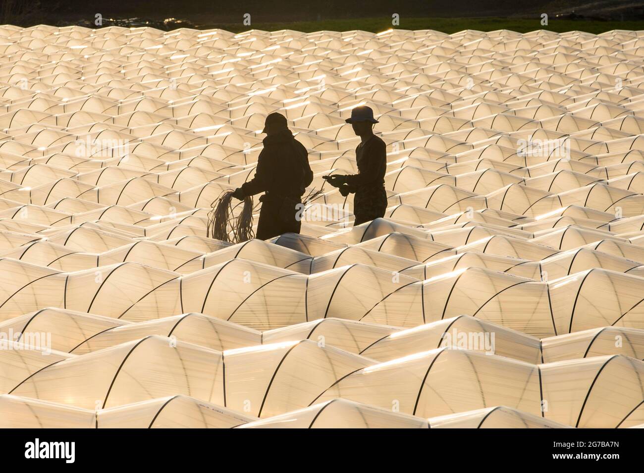 Ortaggi sotto il foglio, Furano, Hokkaido, Giappone Foto Stock