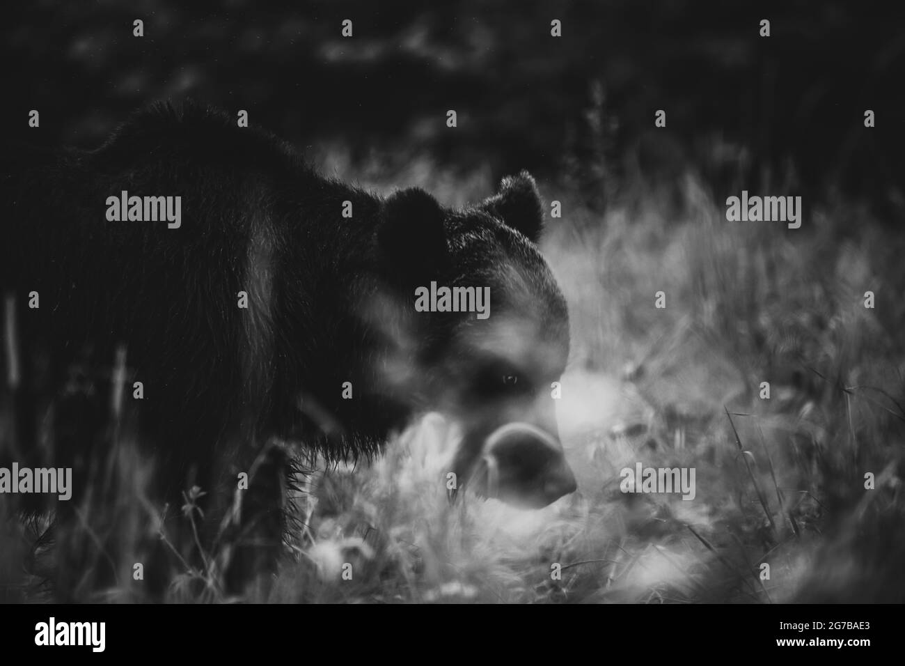 Orso bruno (Ursus arctos), sul prato, Bieszczady, Polonia Foto Stock
