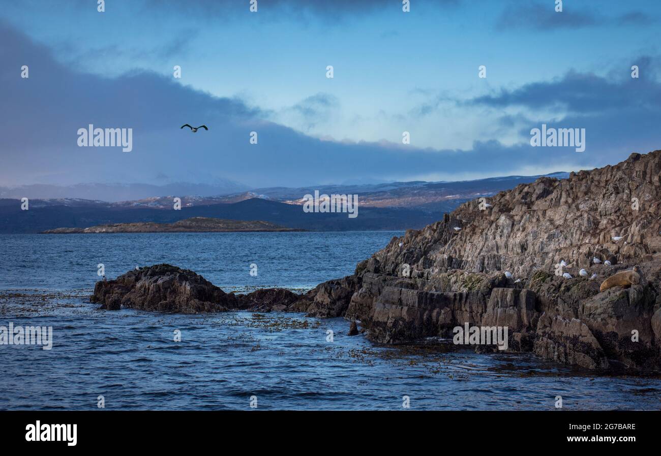 Parte di una piccola isola desertica con molti animali marini tra cui cormorani, lupi marini e foche. Un gabbiano si fliringe nel cielo Foto Stock